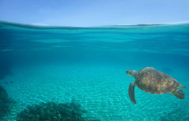 istock a green turtle on a caribbean island 2155994167