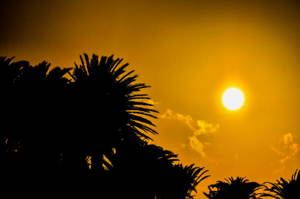 Five palm trees silhouetted against a vibrant orange sunset, creating a tropical and serene atmosphere
