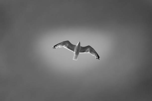 istock Seagull flying in the sky in black and white. Shot from below. Bird in Scandinavia 2155994792
