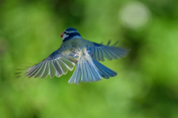 istock A blue tit, Cyanistes caeruleus, in full flight from the rear with each individual feather visible 2155995653