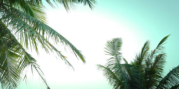 istock coconut palm on the background of the blue sky 2155995817