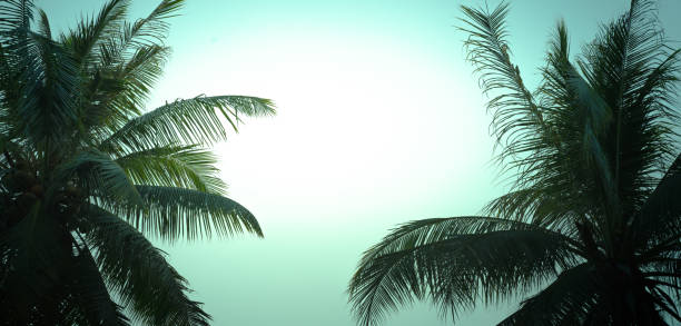 coconut palm on the background of the blue sky with  summer background