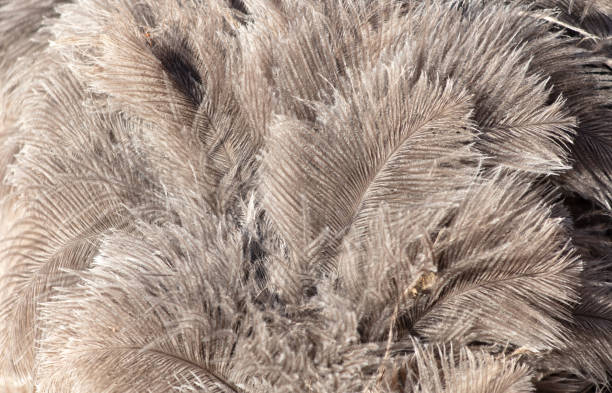 istock Gray feathers on an ostrich as an abstract background. Texture 2155996468