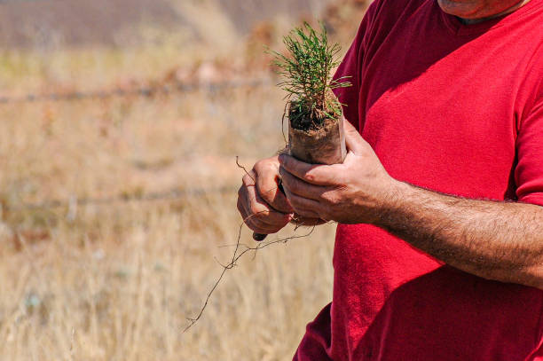 istock Man taking pine sapling out of its nylon tube 2155997550