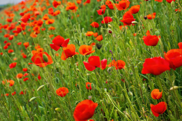 istock Poppy field in a summer day. 2155997799