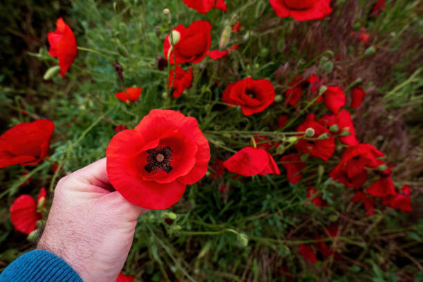 istock A farmer view a poppy flower at a farmland. 2155997816