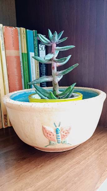 istock decorative pot and flower, cactus, succulent 2155998603