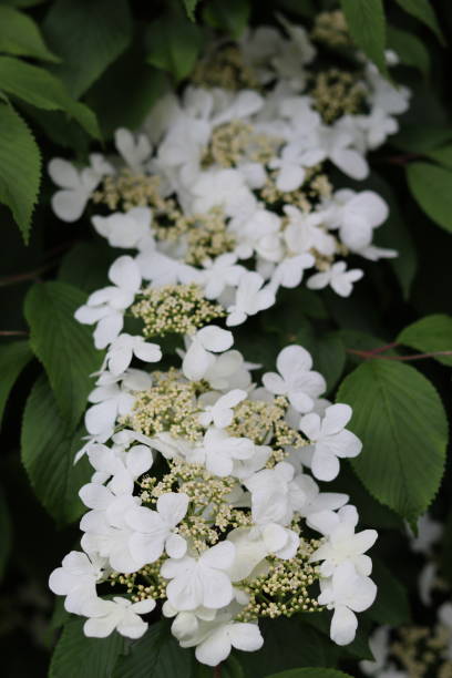istock Close up of white lacecap hydrangea flowers 2156000158