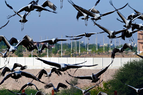 istock Demoiselle Cranes 2156000416