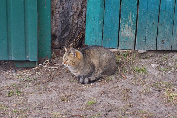 one gray cat sits and looks in the green grass on the street