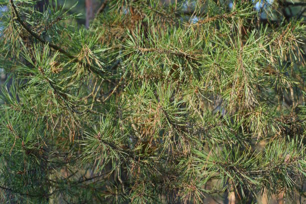 istock Texture of small green coniferous branches on the tree pine 2156000740