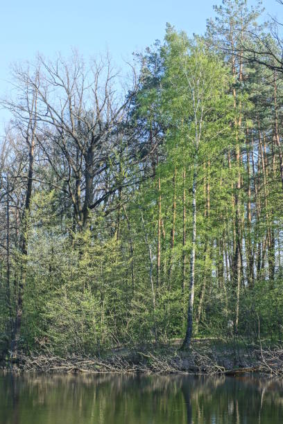 green forest of coniferous and deciduous trees on the shore near the water of a large lake against the sky