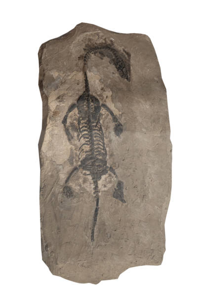 istock nothosaurus  fossil on white, isolated 2156001286