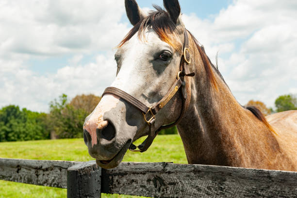 istock Horse portrait 2156002920
