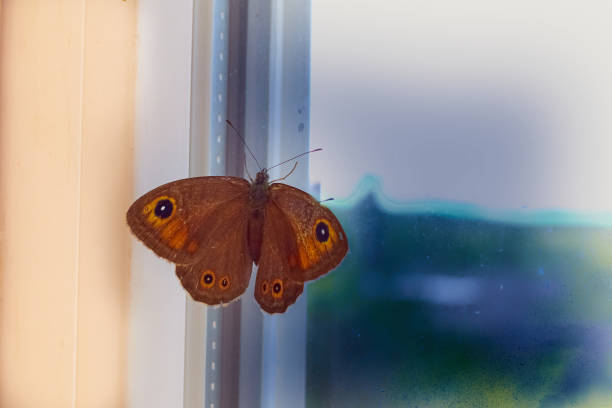 Peacock butterfly on the window, butterfly hitting the window glass