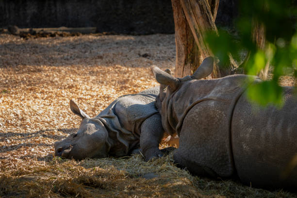 istock Rhino Family 2156004230