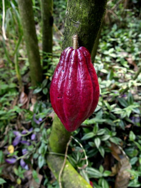 istock red criollo cacao pod growing on theobroma cacao tree 2156004577