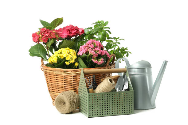 istock Gardening tools and accessories isolated on white background 2156004613