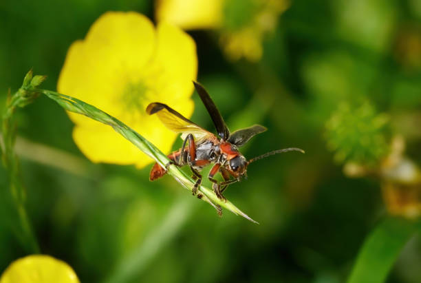Rustic Sailer Beetle (Cantharis rustica) - soldier beetle taking off from a grass in a flower meadow - Baden-Württemberg, Germany
