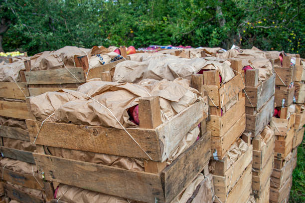 istock Packaged apples collected in crates in the apple garden 2156006254