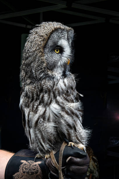 istock Close up of a great grey owl perched on a gloved hand 2156007921