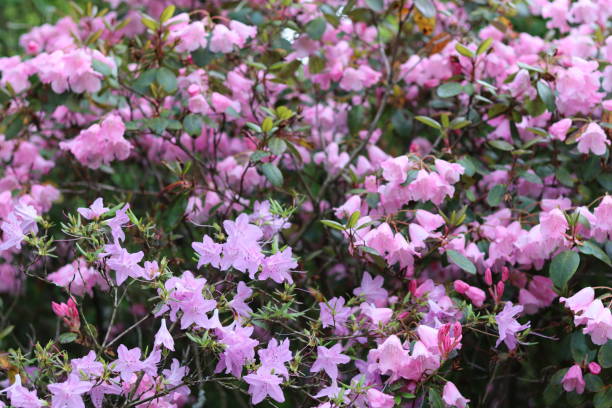 istock Pink azalea flowers on a large shrub 2156009063