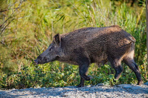 Wild boar wandering around Dilek Peninsula. Dilek peninsula national park