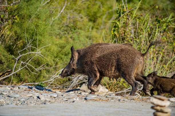 istock Wild boar wandering around Dilek Peninsula 2156009255