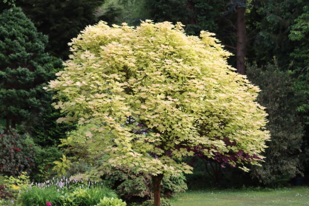 istock Acer pseudoplatanus Brilliantissimum tree in a garden in spring 2156009422