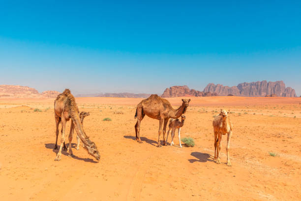 istock Desert maternity, mother camel with calves in Wadi Rum 2156009663