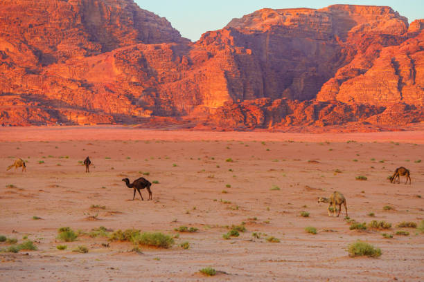 istock a group of friendly camels in Wadi Rum desert 2156009702