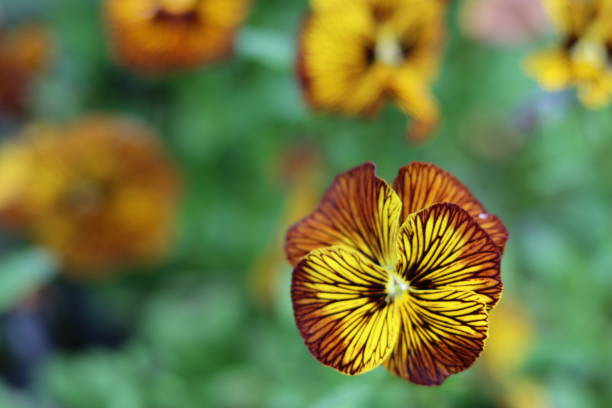 Close up of viola cornuta Tiger Eye flowers