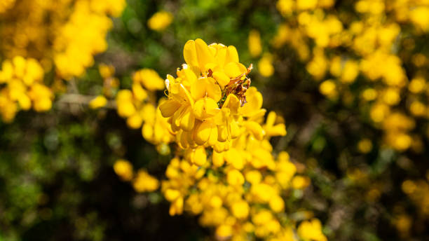 istock Gorse flower in a forest in northern Spain 2156010683