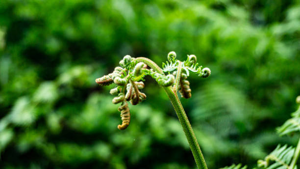 istock Fern in a forest in northern Spain 2156010919