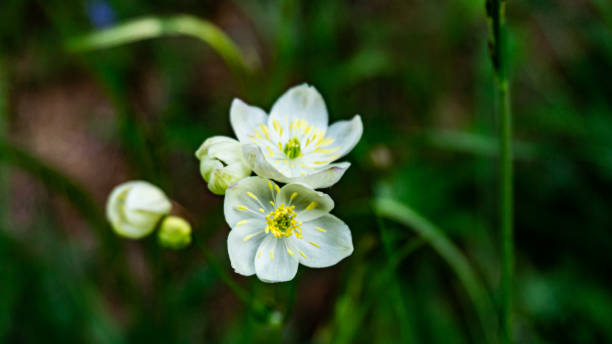 istock Anemone flaccida in a forest in northern Spain 2156010928