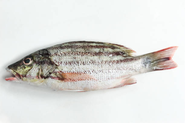 istock sea ​​fish isolated on white background 2156011263