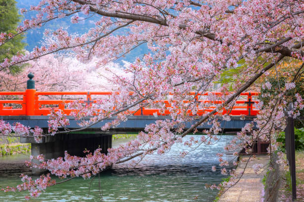 Full bloom cherry blossom  Kyoto, Japan
