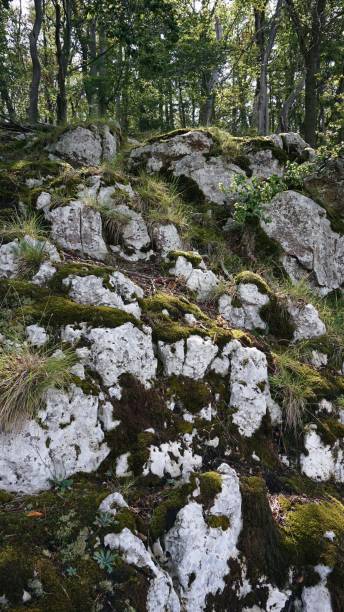 istock Moss covered stones along the woods 2156011759