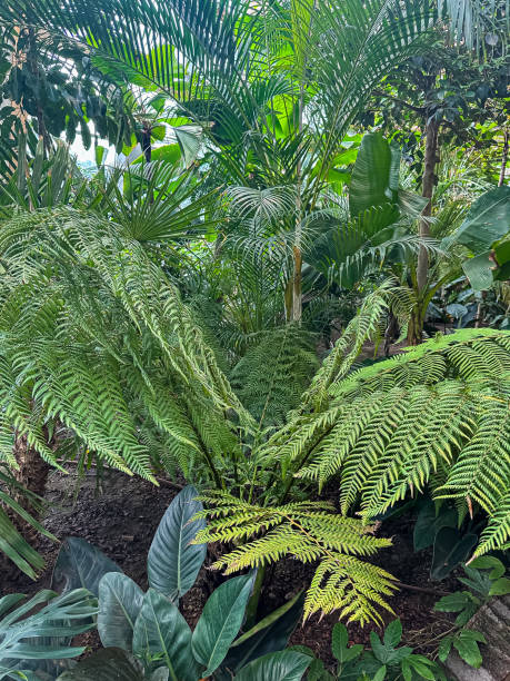 istock Tropical botanical garden, green jungle summer background 2156015608