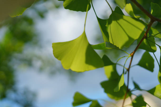 istock beautiful green leaves 2156015837