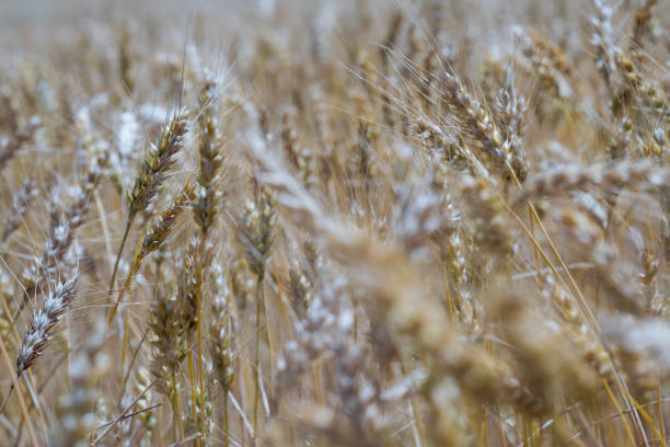 Detailed close-up of wheat stalks in a field, showcasing the grains ready for harvest. The soft focus adds a dreamy effect to the scene.
