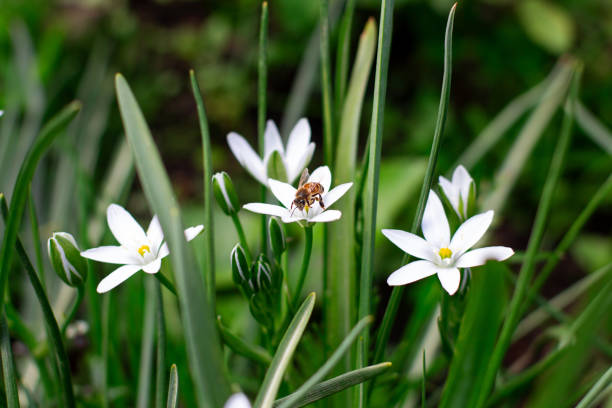 Spring flowers on grass background with a bee on a blooming flower