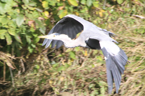 Grey Heron Ardea cinerea in flight near river by Bolton Abbey 2022 10 02