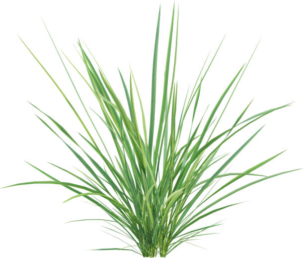 istock Side view of Prairie Junegrass - Koeleria Macrantha 2156020012
