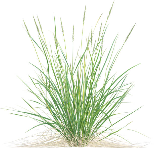 istock Side view of Prairie Junegrass - Koeleria Macrantha 2156020033