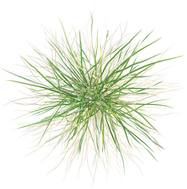 istock Top view of Prairie Junegrass - Koeleria Macrantha 2156020174