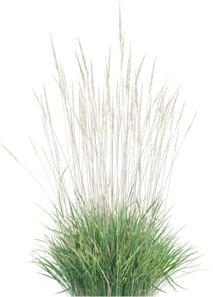 istock Side view of Prairie Junegrass - Koeleria Macrantha 2156020487