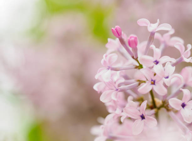 Blooming branch of lilac lilac with leaves isolated on a white background