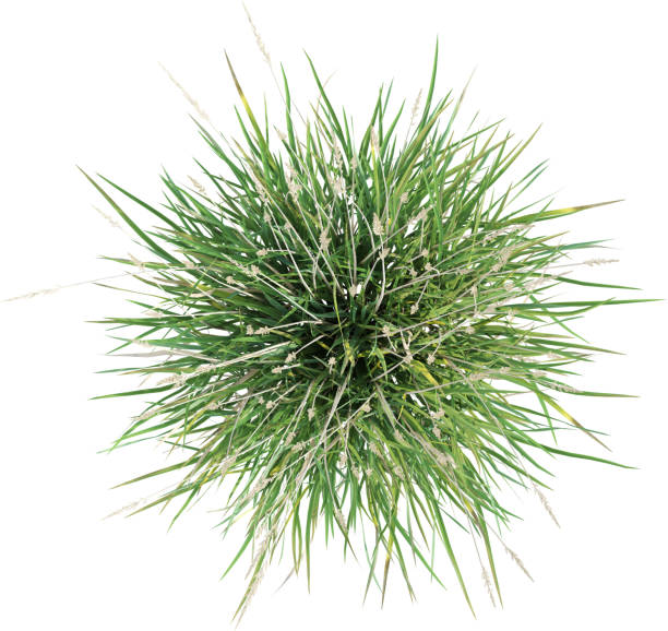 istock Top view of Prairie Junegrass - Koeleria Macrantha 2156020851