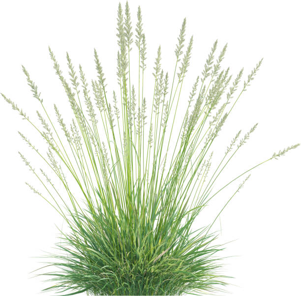istock Side view of Prairie Junegrass - Koeleria Macrantha 2156021012